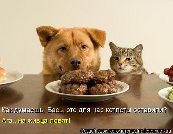 Котоматрица: Как думаешь, Вась, это для нас котлеты оставили? Ага...на живца ловят!