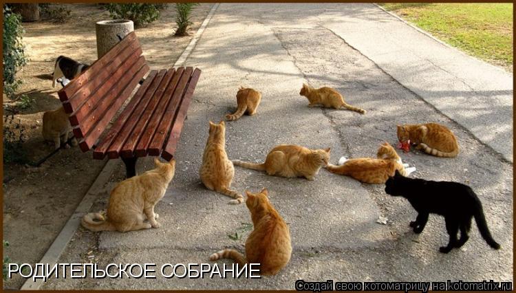Котоматрица: РОДИТЕЛЬСКОЕ СОБРАНИЕ