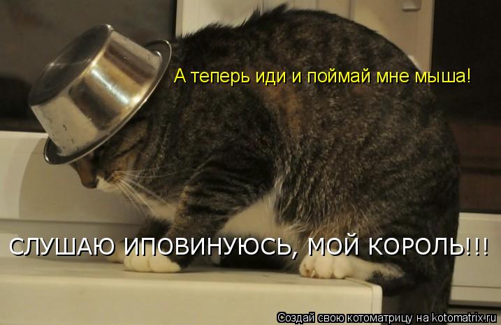 Котоматрица: А теперь иди и поймай мне мыша! СЛУШАЮ ИПОВИНУЮСЬ, МОЙ КОРОЛЬ!!!