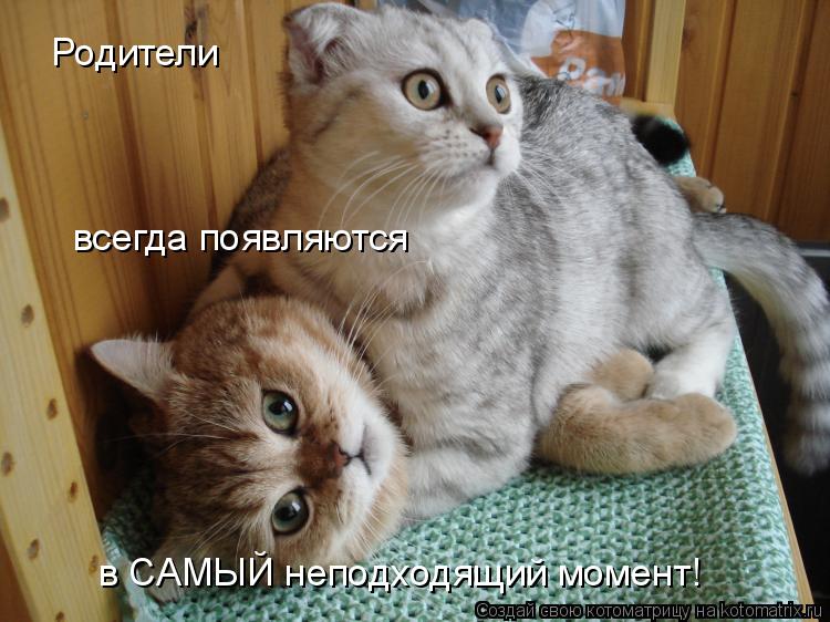 Котоматрица: Родители всегда появляются  в САМЫЙ неподходящий момент!
