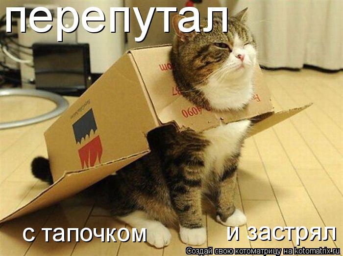 Котоматрица: перепутал  с тапочком  и застрял