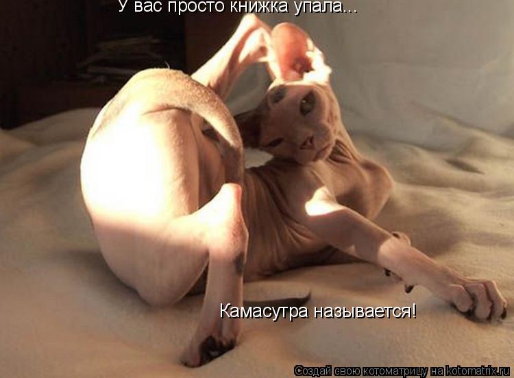 Котоматрица: У вас просто книжка упала... Камасутра называется!