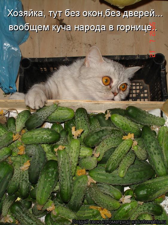 Котоматрица: Хозяйка, тут без окон,без дверей... вообщем куча народа в горнице..
