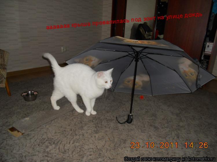 Котоматрица: ааааааа крыша провалилась под зонт на улице дождь