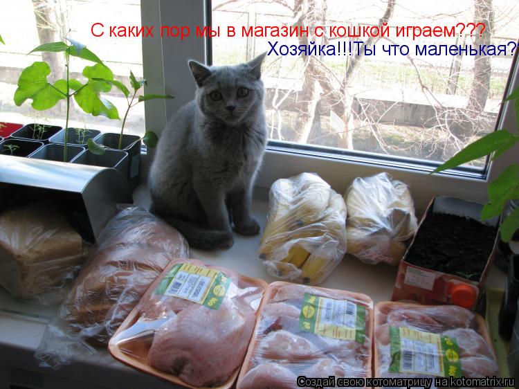 Котоматрица: Хозяйка!!!Ты что маленькая???  С каких пор мы в магазин с кошкой играем???