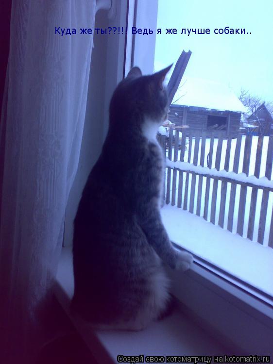 Котоматрица: Куда же ты??!!! Ведь я же лучше собаки..
