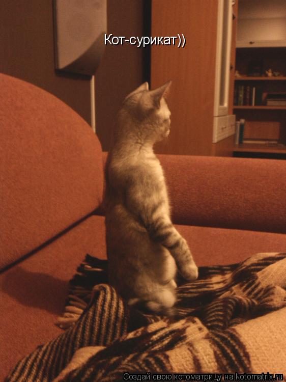 Котоматрица: Кот-сурикат))