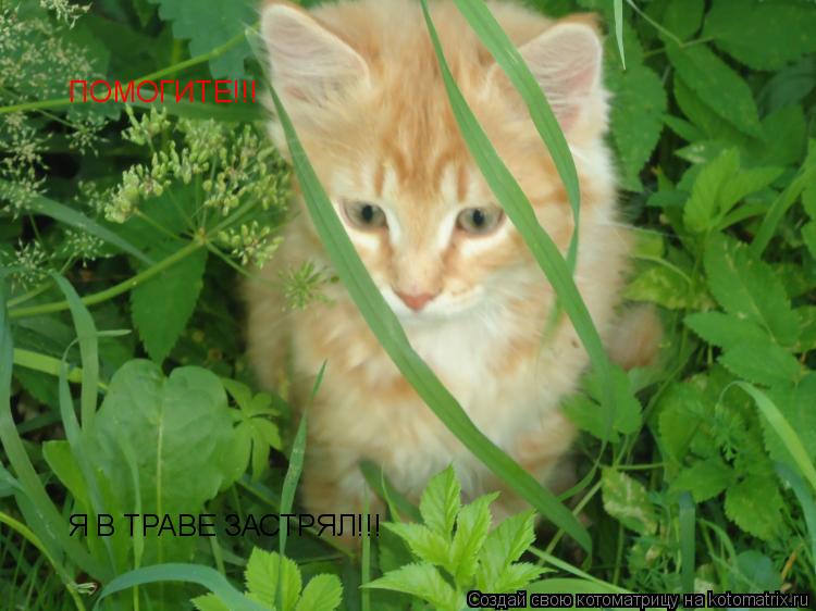 Котоматрица: ПОМОГИТЕ!!! Я В ТРАВЕ ЗАСТРЯЛ!!!