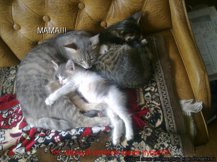 Котоматрица: МАМА!!! Тот чёрный котёнок меня пугает!!! Тот чёрный котёнок меня пугает!!!