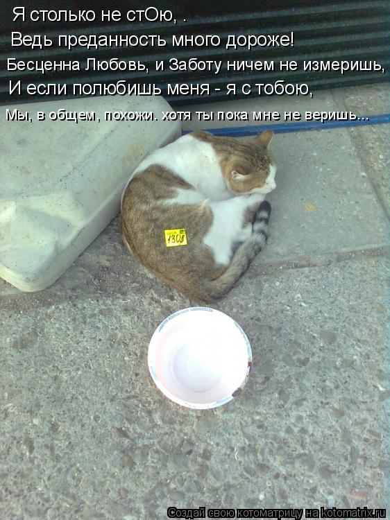 Котоматрица: Я столько не стОю, . Ведь преданность много дороже! Бесценна Любовь, и Заботу ничем не измеришь, И если полюбишь меня - я с тобою, Мы, в общем, п
