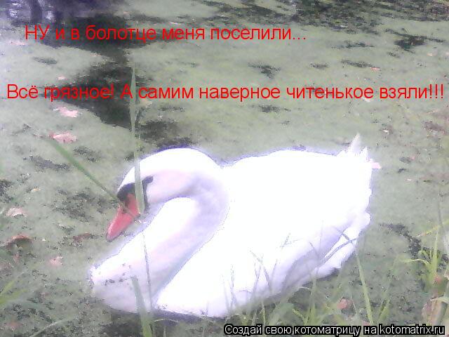 Котоматрица: НУ и в болотце меня поселили... Всё грязное! А самим наверное читенькое взяли!!!