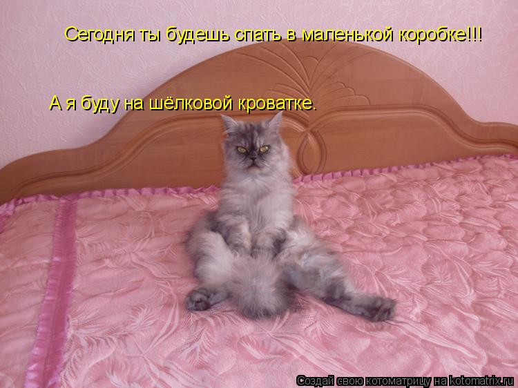 Котоматрица: Сегодня ты будешь спать в маленькой коробке!!! А я буду на шёлковой кроватке.