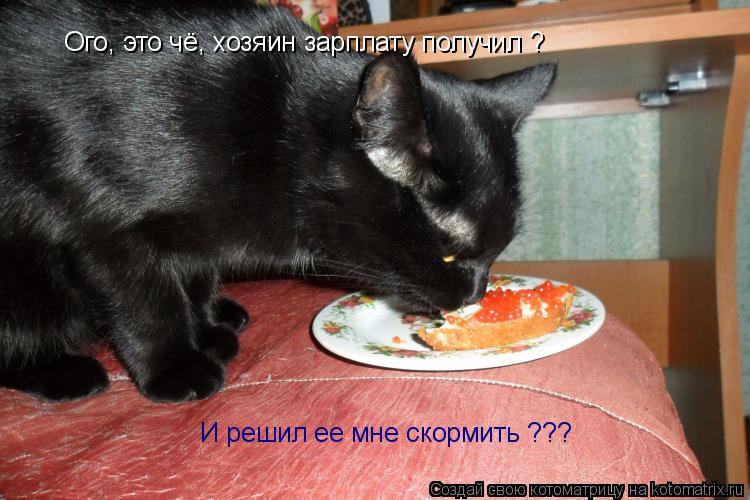 Котоматрица: Ого, это чё, хозяин зарплату получил ? И решил ее мне скормить ???