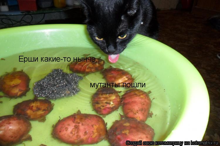 Котоматрица: Ерши какие-то нынче,  мутанты пошли