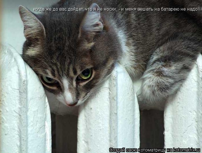 когда же до вас дойдет, что я не носки, - и меня вешать на батарею не надо!!!!... Котоматрица: когда же до вас дойдет, что я не носки, - и меня вешать на батарею не надо!!!!