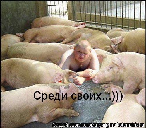 Среди своих...)))... Котоматрица: Среди своих...)))