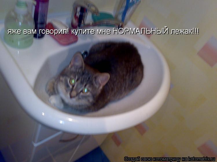 яже вам говорил! купите мне НОРМАЛЬНЫЙ лежак!!!... Котоматрица: яже вам говорил! купите мне НОРМАЛЬНЫЙ лежак!!!