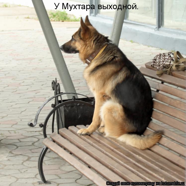 У Мухтара выходной.... Котоматрица: У Мухтара выходной.