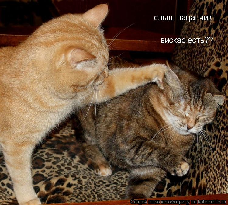 слыш пацанчик.. вискас есть??... Котоматрица: слыш пацанчик.. вискас есть??