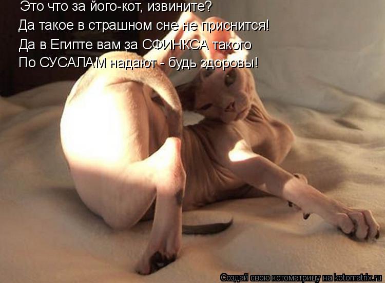 Это что за його-кот, извините? Да такое в страшном сне не приснится! Да в Египте вам за СФИНКСА таког... Котоматрица: Это что за його-кот, извините? Да такое в страшном сне не приснится! Да в Египте вам за СФИНКСА такого По СУСАЛАМ надают - будь здоровы!
