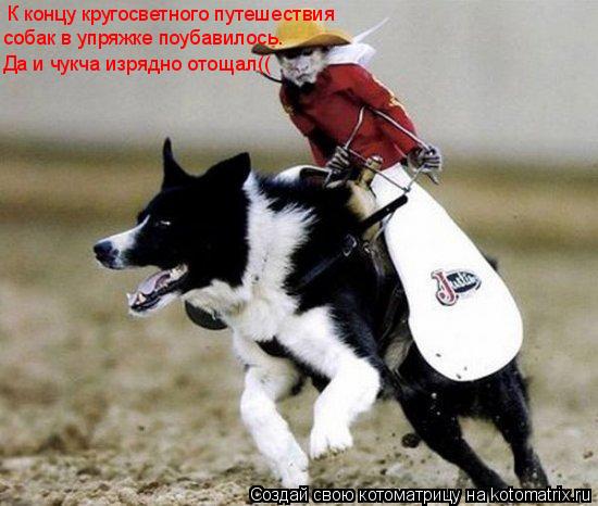 К концу кругосветного путешествия собак в упряжке поубавилось. Да и чукча изрядно отощал((... Котоматрица: К концу кругосветного путешествия собак в упряжке поубавилось. Да и чукча изрядно отощал((