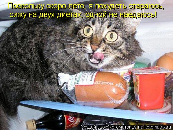 Котоматрица: Поскольку скоро лето, я похудеть стараюсь,  сижу на двух диетах, одной не наедаюсь!