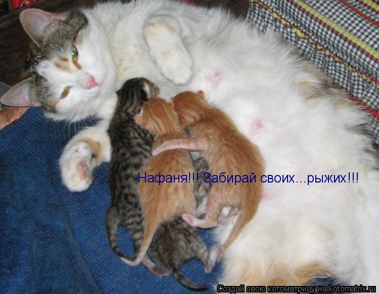 Нафаня!!! Забирай своих...рыжих!!!... Котоматрица: Нафаня!!! Забирай своих...рыжих!!!