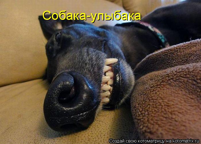 Собака-улыбака... Котоматрица: Собака-улыбака
