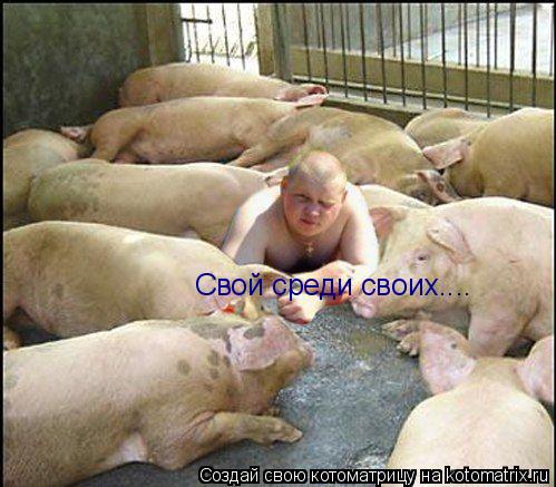 Котоматрица: Свой среди своих....