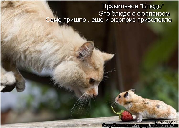 Котоматрица: Правильное "Блюдо"  Это блюдо с сюрпризом Само пришло...еще и сюрприз приволокло