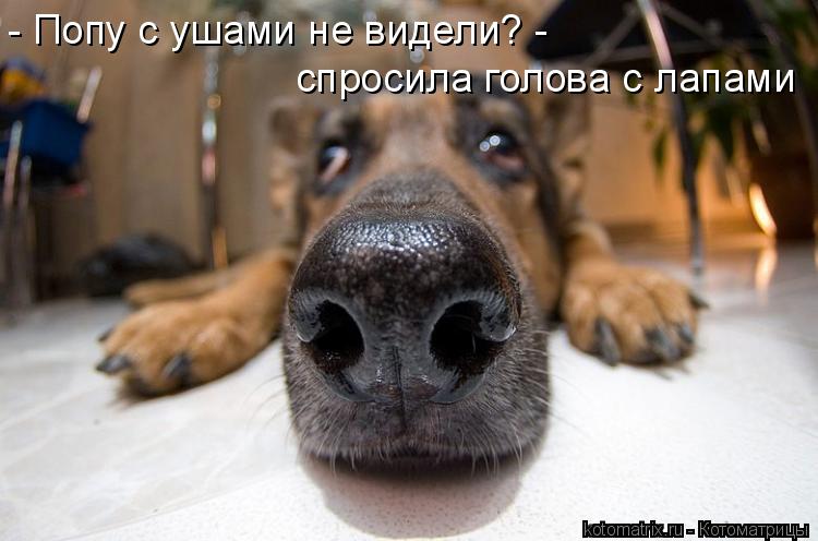 - Попу с ушами не видели? - спросила голова с лапами... Котоматрица: - Попу с ушами не видели? - спросила голова с лапами