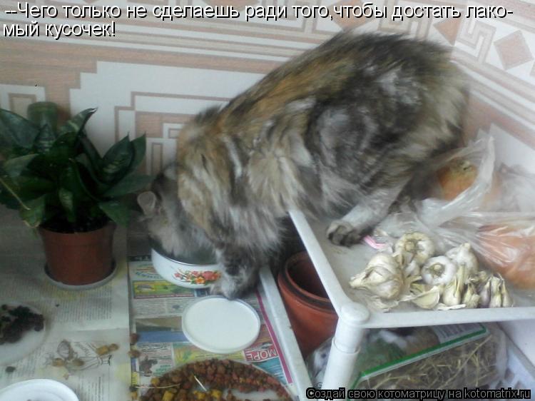 Котоматрица: --Чего только не сделаешь ради того,чтобы достать лако- мый кусочек!
