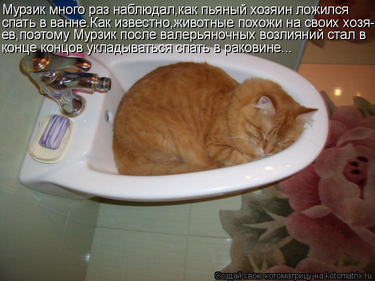 Котоматрица: Мурзик много раз наблюдал,как пьяный хозяин ложился спать в ванне.Как известно,животные похожи на своих хозя- ев,поэтому Мурзик после валер