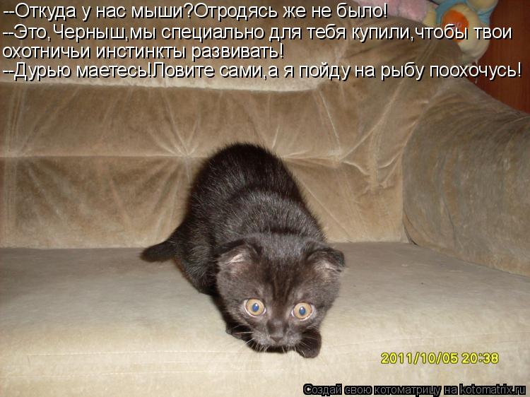 Котоматрица: --Откуда у нас мыши?Отродясь же не было! --Это,Черныш,мы специально для тебя купили,чтобы твои охотничьи инстинкты развивать! --Дурью маетесь!