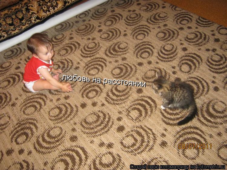 Котоматрица: любовь на расстоянии