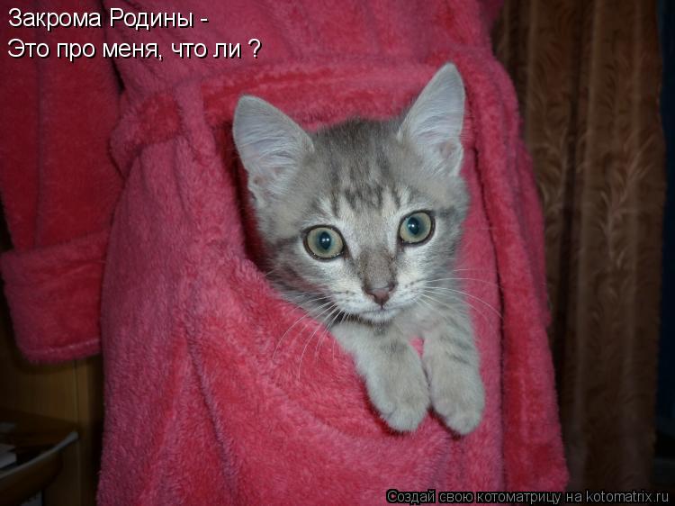 Котоматрица: Закрома Родины - Это про меня, что ли ?
