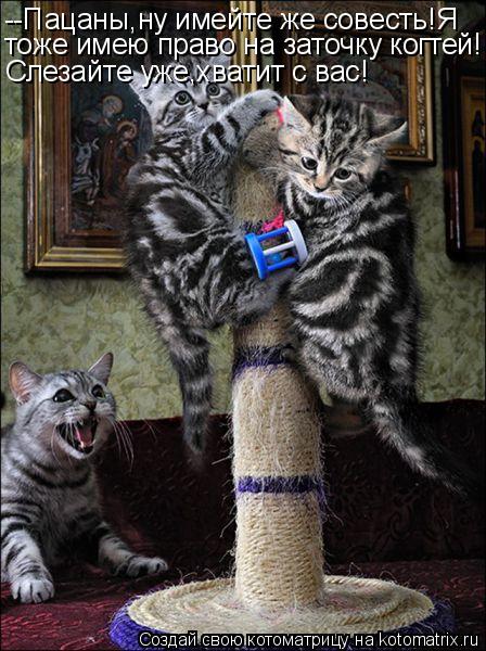 Котоматрица: --Пацаны,ну имейте же совесть!Я тоже имею право на заточку когтей! Слезайте уже,хватит с вас!