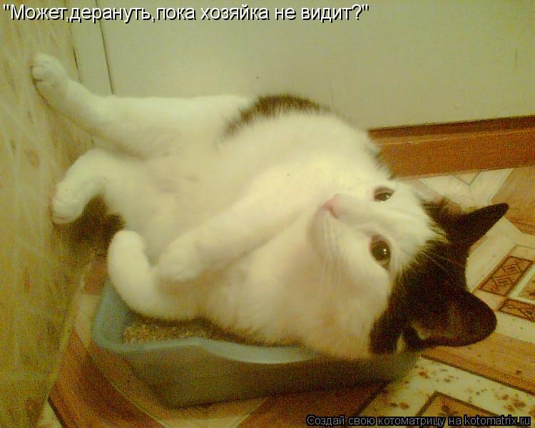 Котоматрица: "Может,дерануть,пока хозяйка не видит?"