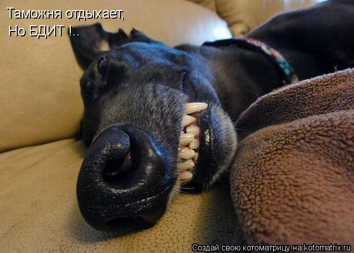 Котоматрица: Таможня отдыхает, Но БДИТ !..