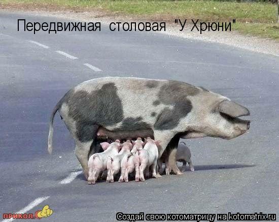 Котоматрица: Передвижная  столовая  "У Хрюни"