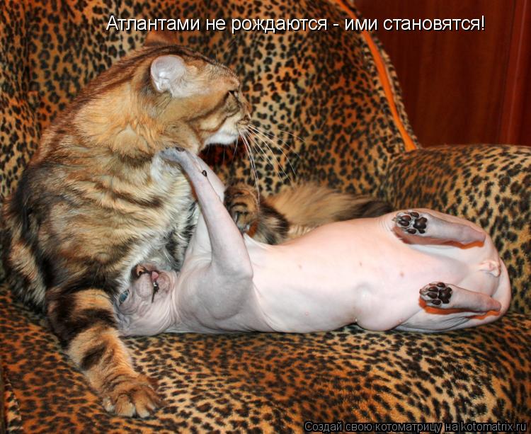 Котоматрица: Атлантами не рождаются - ими становятся!