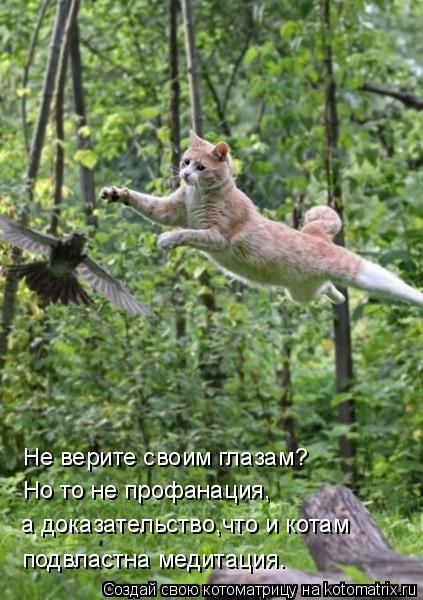 Котоматрица: Не верите своим глазам? Но то не профанация, а доказательство,что и котам подвластна медитация.