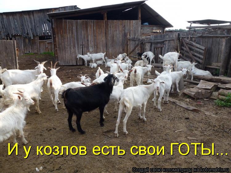 Котоматрица: И у козлов есть свои ГОТЫ...
