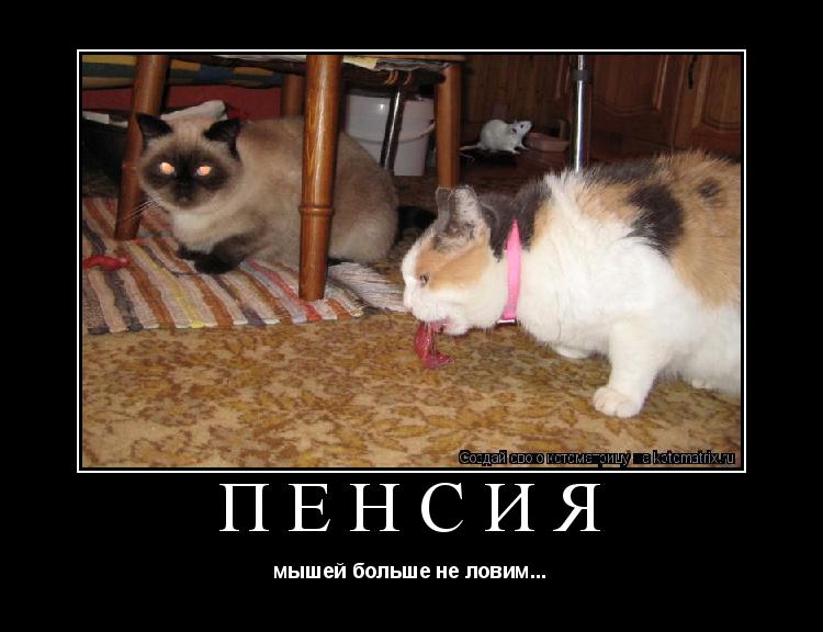 Котоматрица: пенсия мышей больше не ловим...