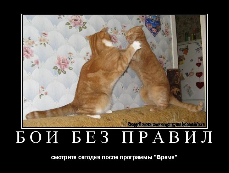 Бои без правил смотрите сегодня после программы "Время"... Котоматрица: Бои без правил смотрите сегодня после программы "Время"