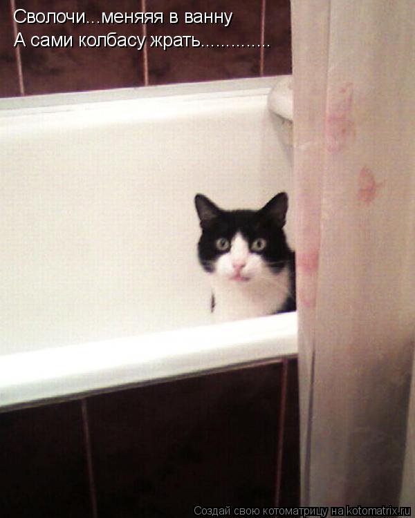 Котоматрица: Сволочи...меняяя в ванну А сами колбасу жрать..............