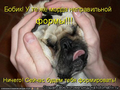 Котоматрица: Бобик! У те же морда неправильной Ничего! Сейчас будем тебя формировать! формы!!!