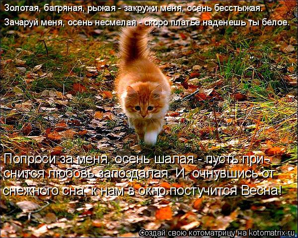 Котоматрица: Золотая, багряная, рыжая - закружи меня, осень бесстыжая. Зачаруй меня, осень несмелая - скоро платье наденешь ты белое. Попроси за меня, осен