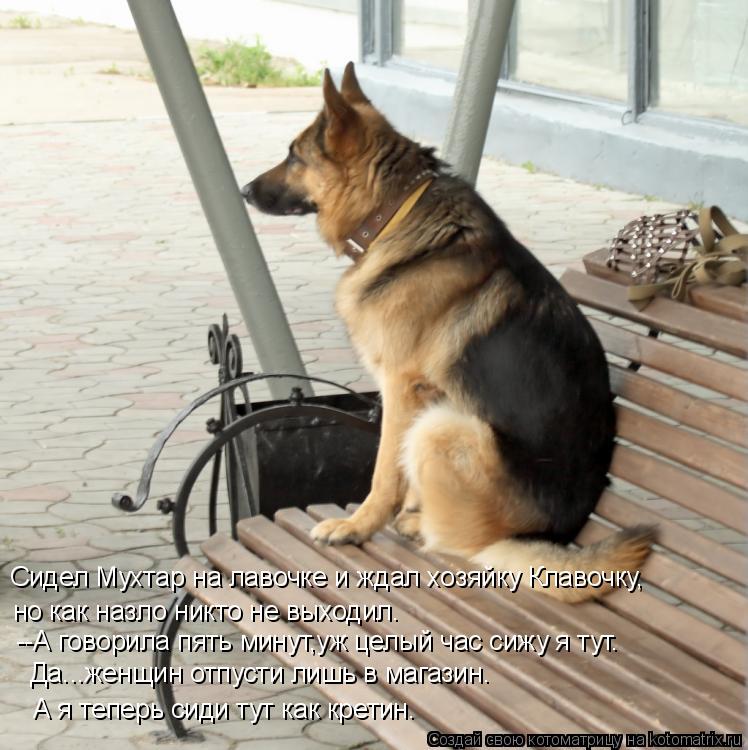 Котоматрица: Сидел Мухтар на лавочке и ждал хозяйку Клавочку, но как назло никто не выходил. --А говорила пять минут,уж целый час сижу я тут. Да...женщин отп