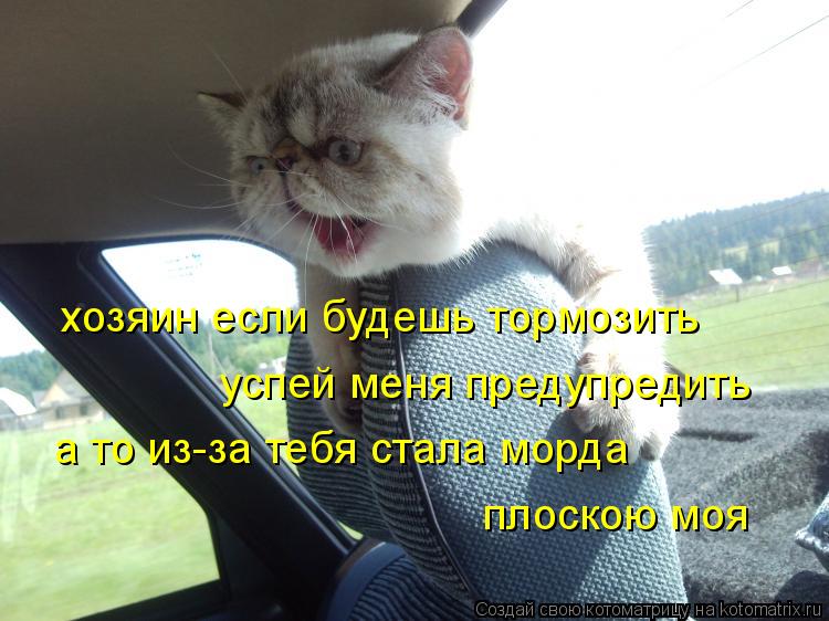 Котоматрица: хозяин если будешь тормозить успей меня предупредить а то из-за тебя стала морда плоскою моя